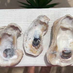 Oyster Shells for crafting and decor. Atlantic Ocean Oyster Shells